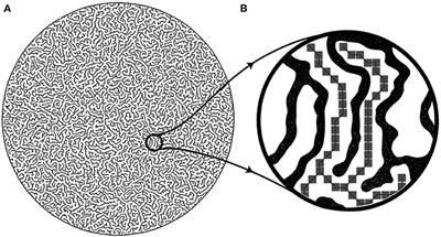 Diffusion Entropy and the Path Dimension of Frictional Finger Patterns